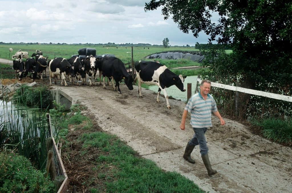 Boer loopt met koeien over een brug.