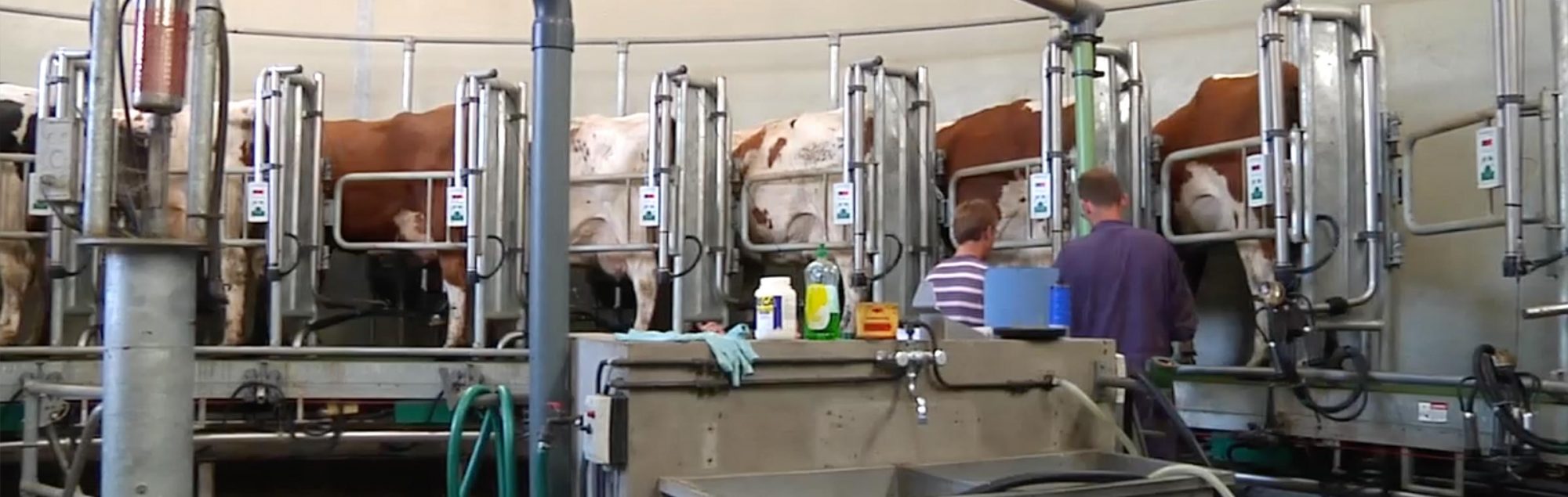 Koeien in een melkmachine